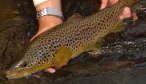 trout fishing 