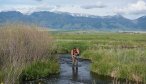 trout fishing montana creeks