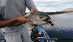 Montana Angler Destination Fishing Trips