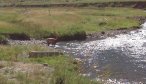 gardner river fly fishing