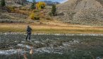 Yellowstone Park Fly Fishing