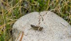 Yellowstone hopper fishing