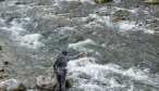 fly fishing yellowstone river