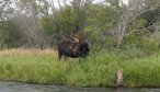 Montana Fishing, Fly Fishing Montana