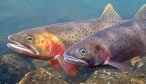 montana guided fly fishing