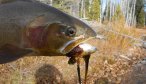 fly fishing montana lakes`