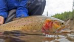 trout fishing montana