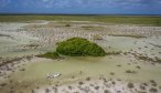 mangroves