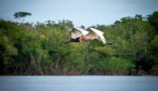 stork in flight