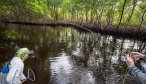 tarpon mangroves
