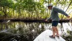 mangroves