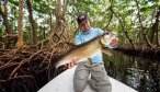 tarpon in mangroves