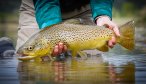 Missouri River Brown Trout