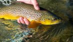 brown trout