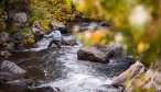 Small Stream fishing