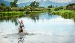 Bringing a brown trout to net on DePuy Spring Creek