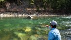 The Gallatin River has some of the most pristine water in Montana
