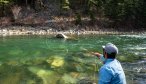 The Gallatin River has some of the most pristine water in Montana