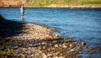 Fish riffles below the surface to pick up some of the Jefferson's larger trout