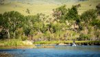 An angler casts beneath the cottonwood trees on the Jefferson near Silver Star, Montana