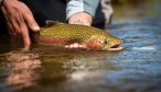 A beautifully colored Jefferson River rainbow trout