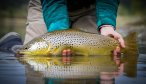 A trophy Missouri River brown trout