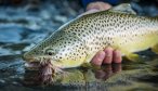 Yellowstone River brown trout