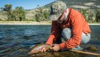 An angler releases a Yellowstone River rainbow trout