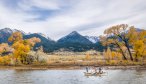 Cottonwood trees turn color along the Yellowstone River