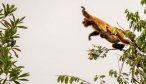 A red howler monkey leaps from tree to tree while her baby holds on tight!