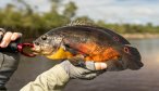 Colorful Oscar's are another cichlid species that loved to eat our streamers. These fish are quite popular in domestic aquariums back home.