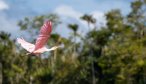 A roseate spoonbill takes to flight. Bird life is incredible along the river.
