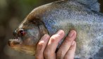 We caught 3 species of piranha during the week. Sometimes intentionally with a handline for entertainment and often by accident. These aggressive fish can give your expensive deceiver patterns a haircut with a quick snap of their jaws.