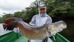 Big arapaima