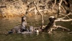 The Giant Amazon River Otters are some of the best anglers on the river! They can often be heard crashing and splashing in the side channels while they hunt the smaller peacock bass.