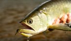 arowana