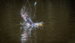 arapaima jumping