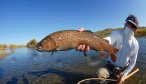 Amur trout