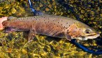 Amur trout Mongolia fly fishing