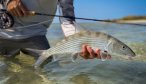 nice bonefish cuba