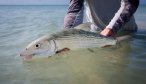 nice bonefish