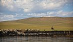 Mongolia herder