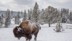 Bison in YNP