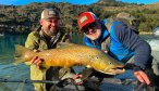 huge Chilean brown trout