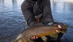 Yellowstone Park brown trout