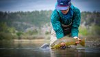 Montana brown trout