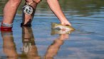 release wild trout