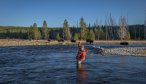 Fly Fishing in Yellowstone on the Madison River with Bison