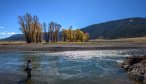 Lamar River Fishing in YNP cutthroat trout