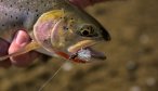 Lamar River Fishing in YNP cutthroat trout